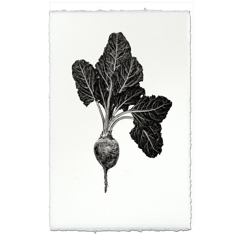 Barloga Studios | Red Beet on Nepalese Hand-Made Paper, 9x14 inches