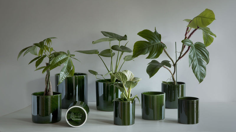 Bergs Potter | Romeo Cachepot
