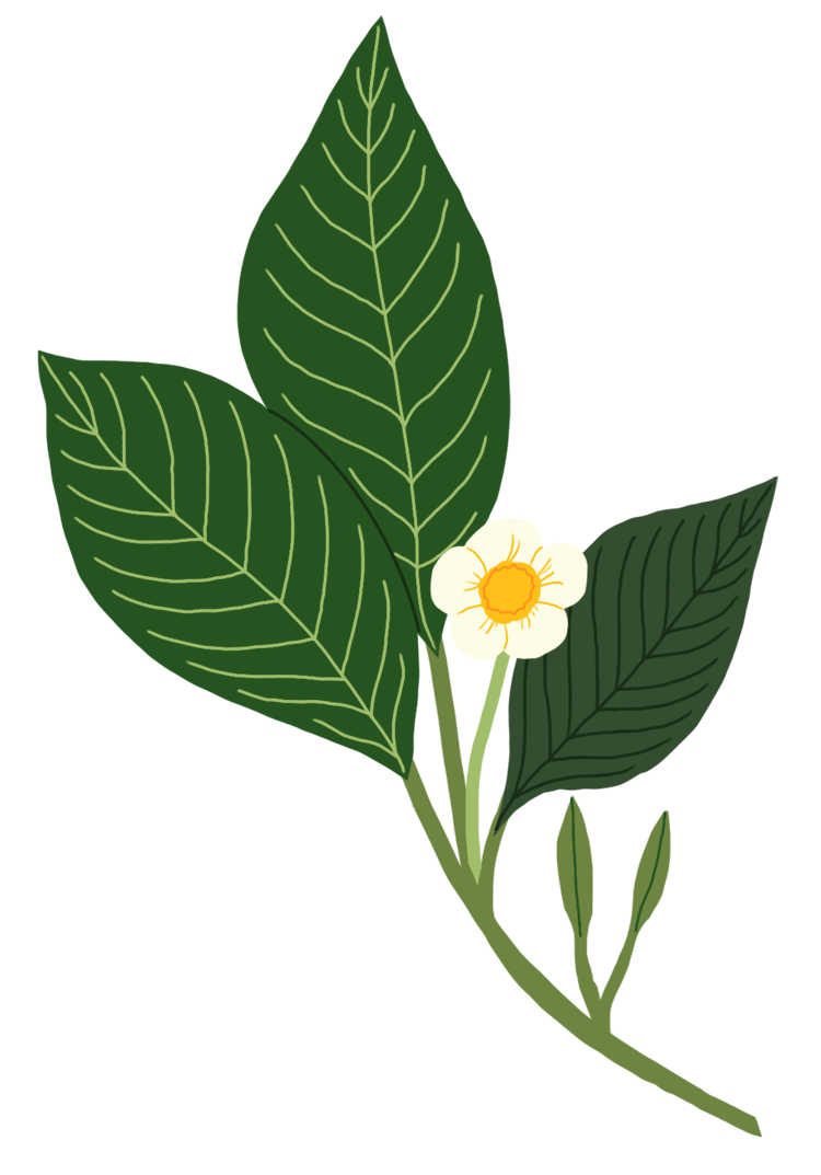 Diaspora Co. Spices | Basiya Ginger