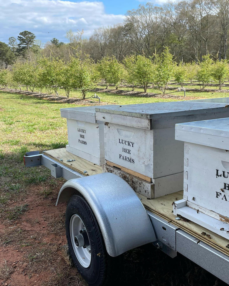 Lucky Bee Farms Honeycomb Jar, showcasing raw, unfiltered honey, captures the essence of local wildflowers, perfect for enhancing culinary creations from Athens Cooks.