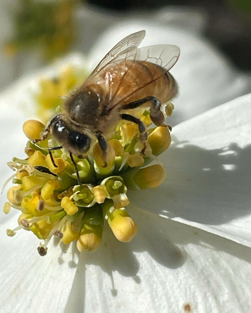 Lucky Bee Farms Honeycomb Jar showcasing a bee pollinating a flower, highlighting the natural, raw honey produced in Athens, GA, perfect for culinary creations.